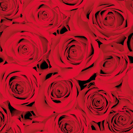 Lunchservett 3-lagers Red Roses 33x33cm i gruppen Handla efter produkt / Servetter / 33 x 33 cm hos Duni AB (185683)
