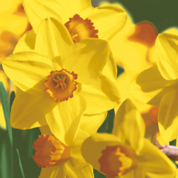 Läs mer om Lunchservett 3-lagers 33x33cm Yellow Daffodils