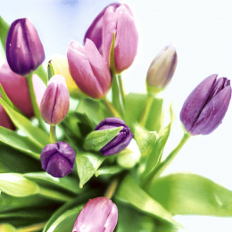 Läs mer om Lunchsservett 3-lagers 33x33cm Spring Tulips