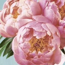 Lunchservett 3-lagers 33x33cm Pink Peony i gruppen Handla efter produkt / Servetter / Lunchservetter Design hos Duni AB (201072)