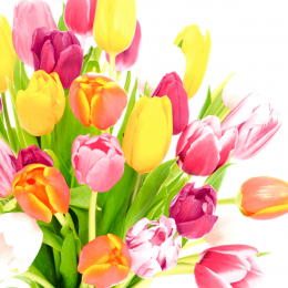 Läs mer om Lunchservett 3-lagers 33x33cm Beautiful Tulips