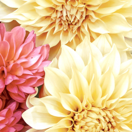 Lunchservett 3-lagers 33x33cm Soft Dahlias i gruppen Handla efter produkt / Servetter / Lunchservetter hos Duni AB (206184)