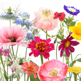 Lunchservett 3-lagers 33x33cm Wildflower Garden i gruppen Handla efter produkt / Servetter / Lunchservetter hos Duni AB (209976)