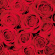 Lunchservett 3-lagers Red Roses 33x33cm