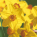 Lunchservett 3-lagers 33x33cm Yellow Daffodils